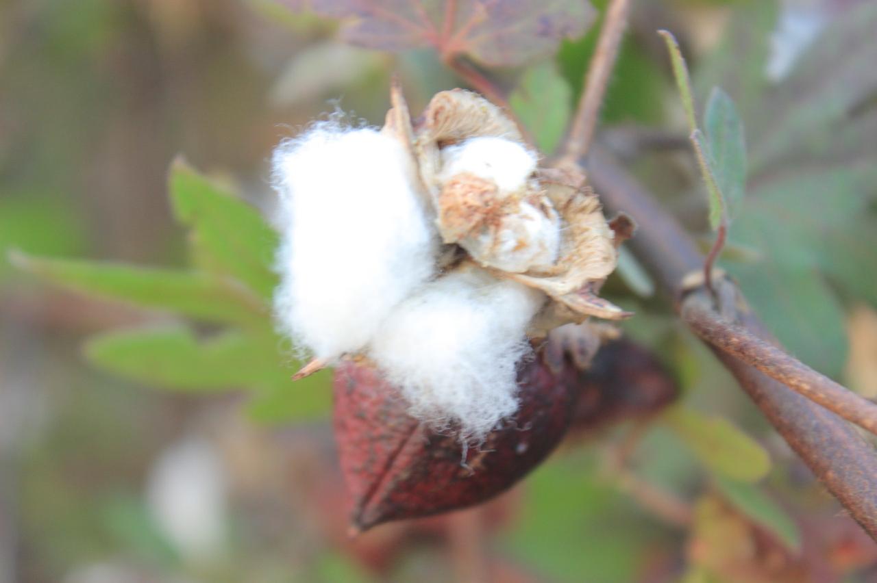 Cotton boll on the plant